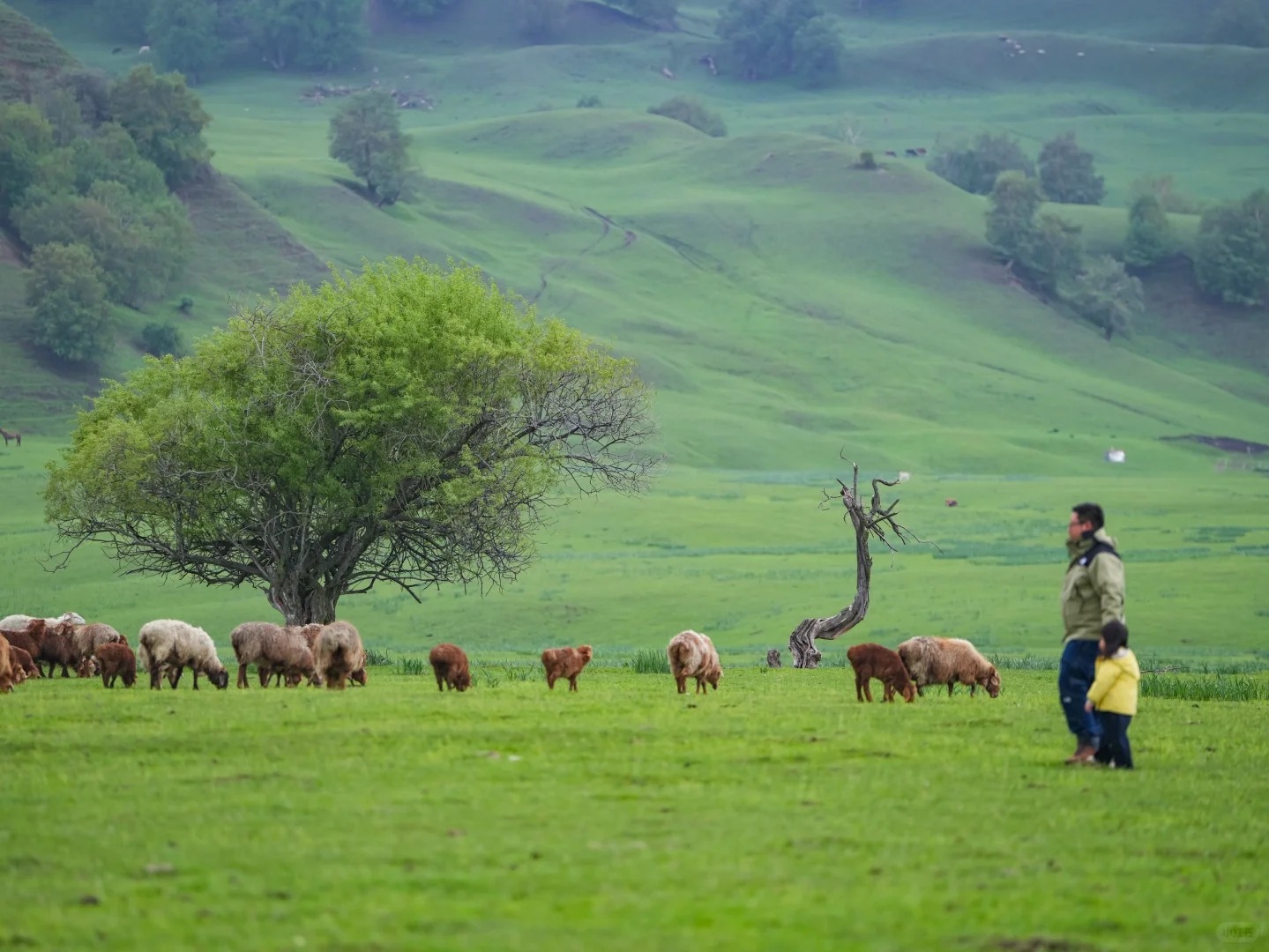 新疆8月旅游为什么比7月人多？气候、文化与市场三重因素解析