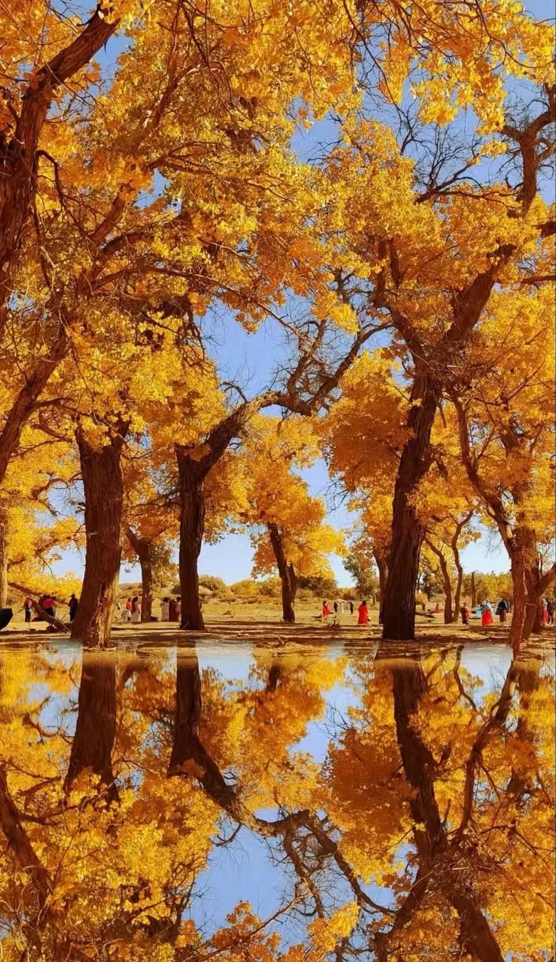 新疆秋天哪里好玩？2025年北疆+南疆绝美秋色全攻略