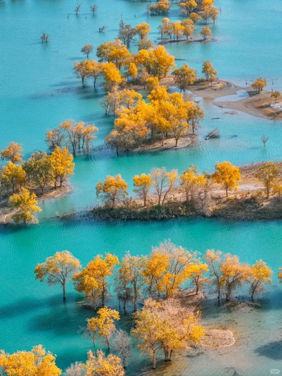 新疆 10 月份适合旅游吗？金秋喀纳斯 + 胡杨林攻略