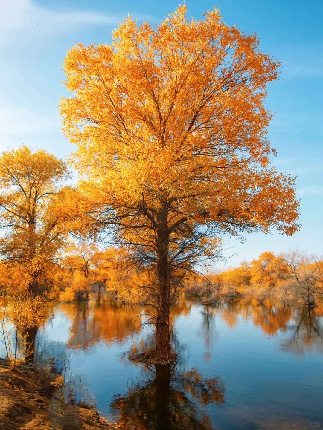 新疆十月旅游最佳路线 | 金秋喀纳斯胡杨林七日游