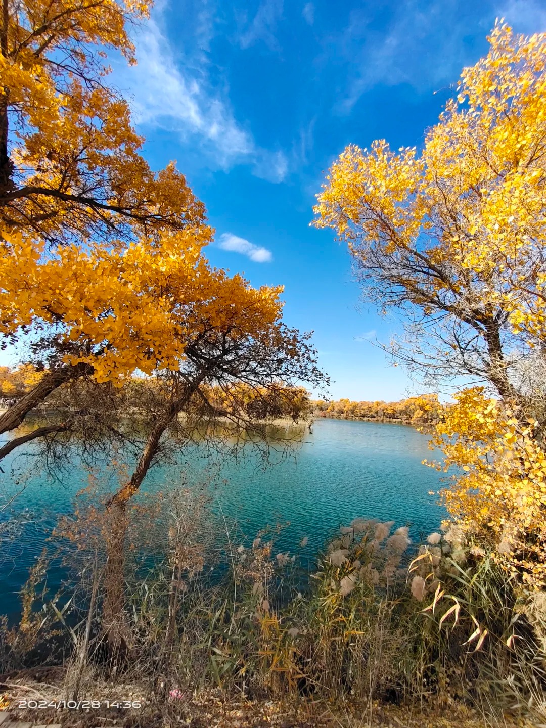 新疆10月旅游攻略｜北疆秋色+南疆胡杨7日行程+实用贴士