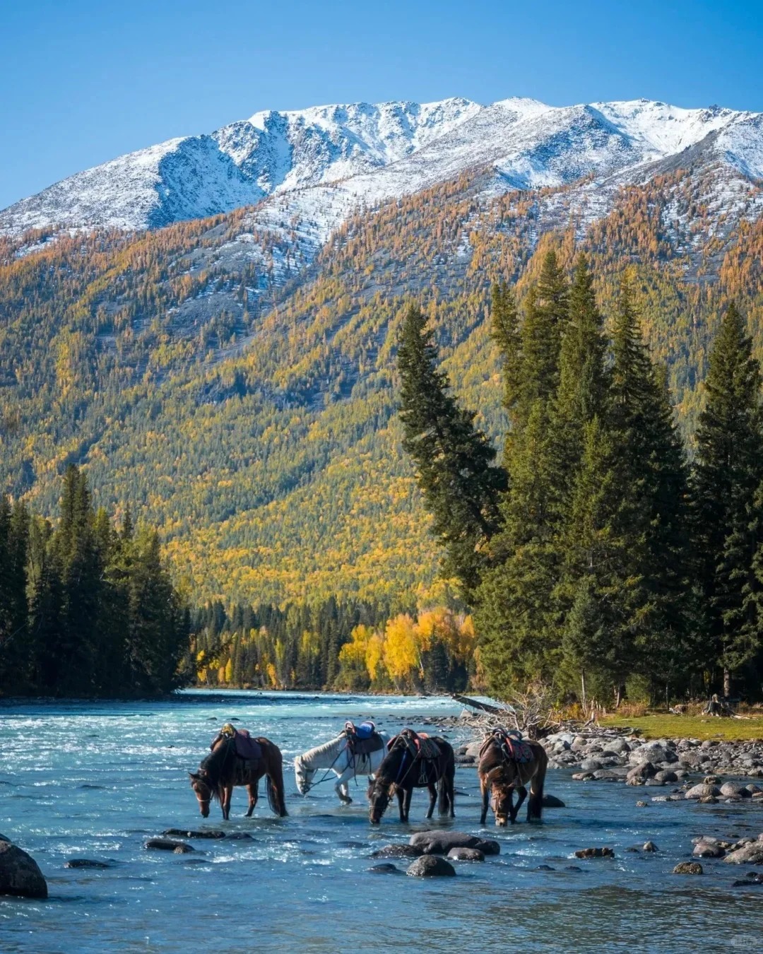 新疆第一的旅行社 —— 新疆国旅，46 年国企背景 + 新疆定制游 / 新疆旅游安全保障！