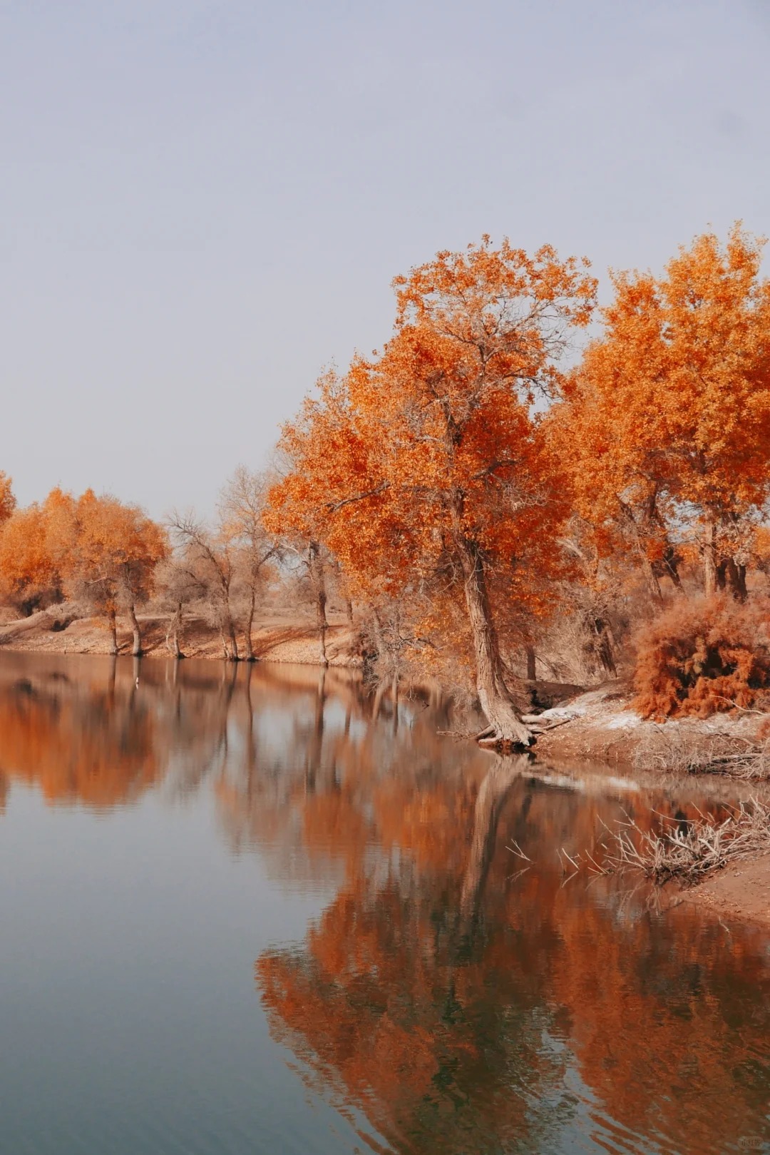 新疆十大旅行社排名
