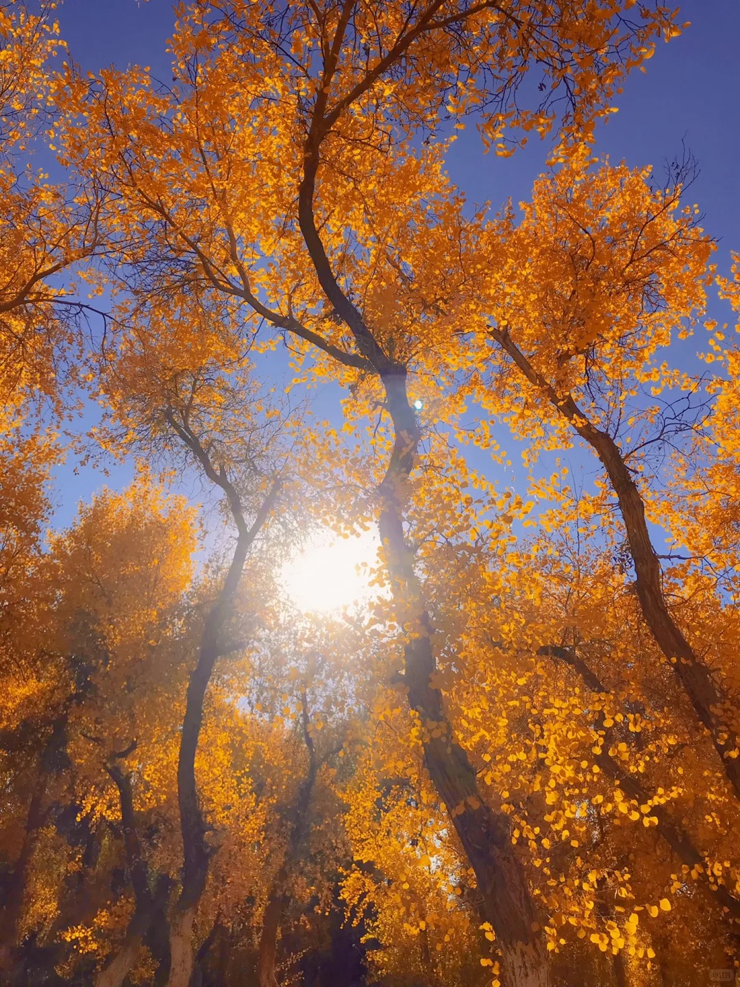 阿勒泰 10 月怎么玩？喀纳斯禾木秋日巅峰 + 初雪秘境之旅