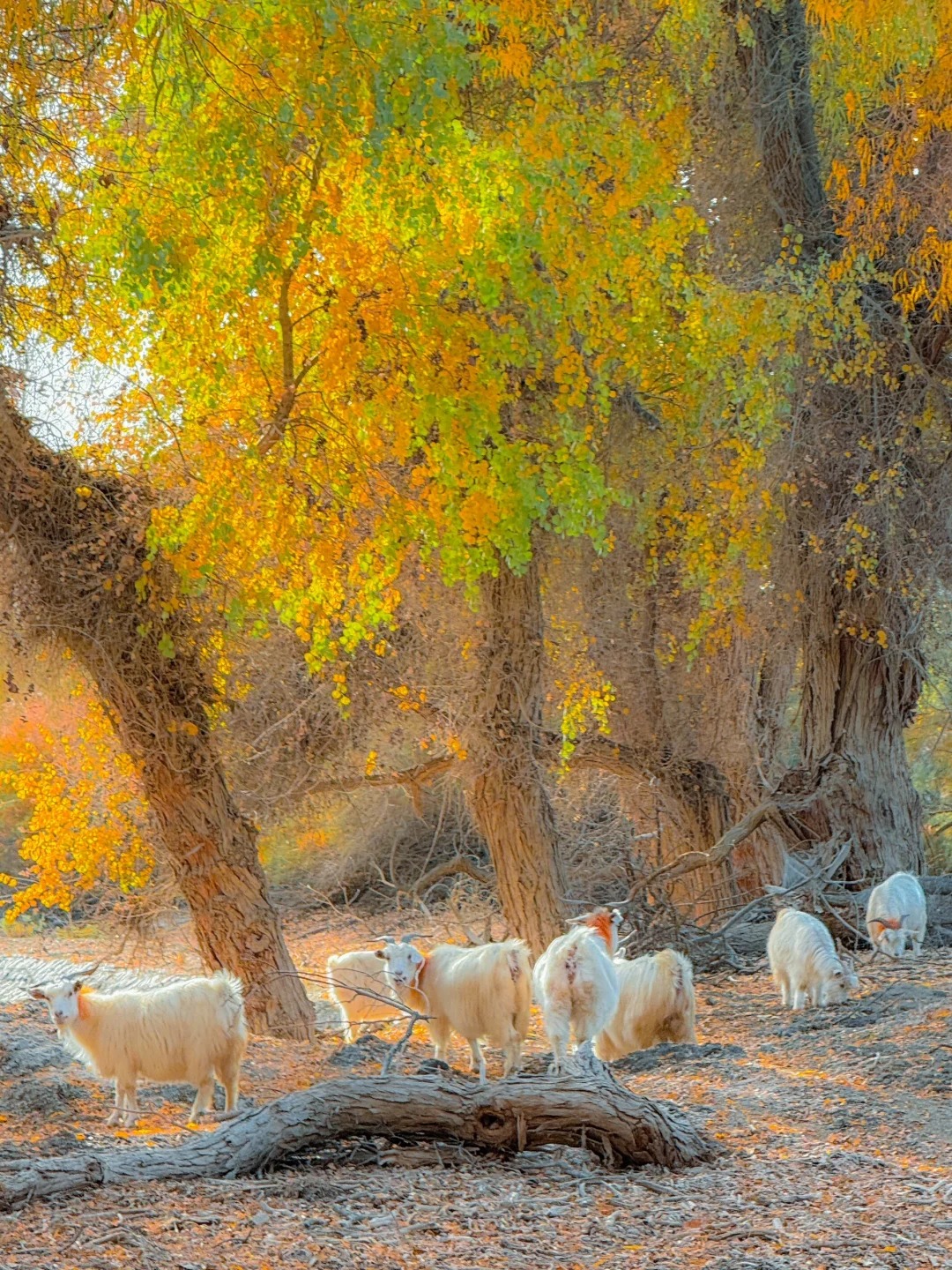 喀纳斯秋季旅游全攻略 | 景点、交通、住宿、行程一网打尽