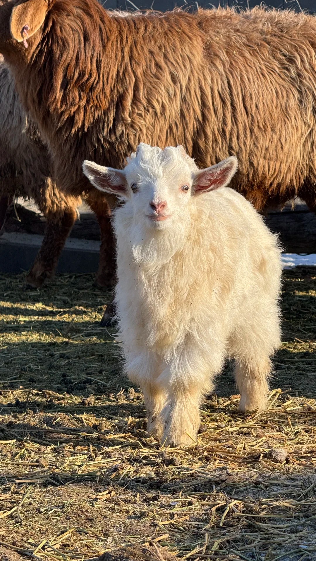 天山馈赠，丝路珍馐：新疆值得带回家的特产全指南