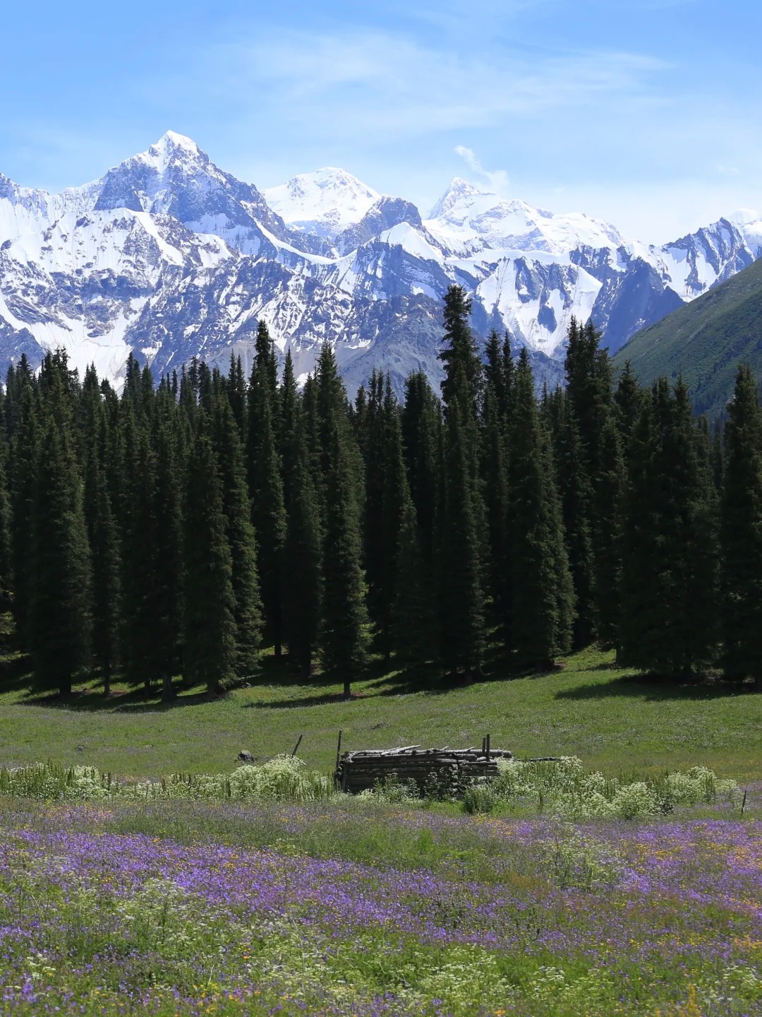 新疆春季怎么玩？四大赏花路线 + 帕米尔杏花 + 赛里木湖，承包你的春日浪漫